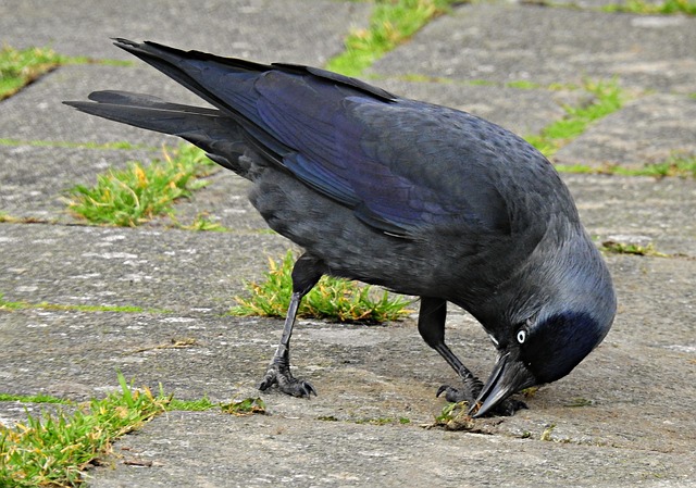 Wild birds pecking at fresh seeds