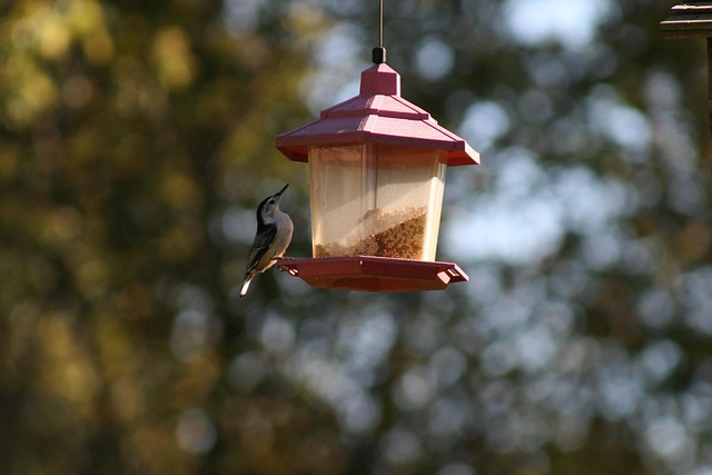 Window bird feeder attached to glass