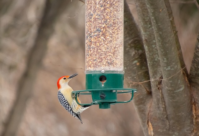 Window bird feeder attached to glass