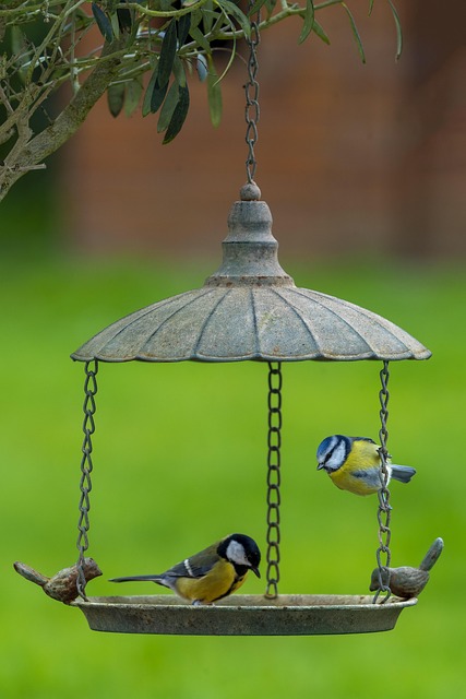 Window feeder attracting garden birds