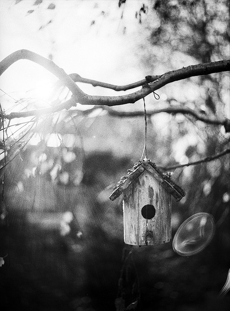 Window feeder filled with seeds outdoors