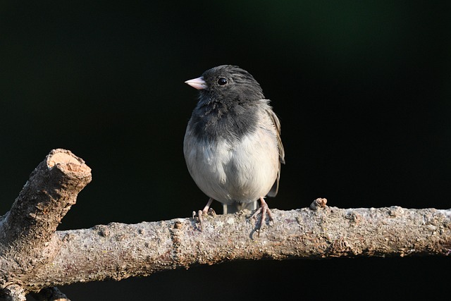 Wooden bird box on tree branch