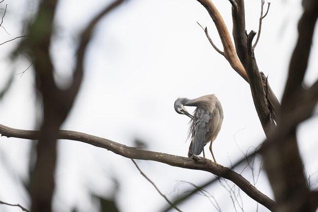 Wooden bird box on tree branch