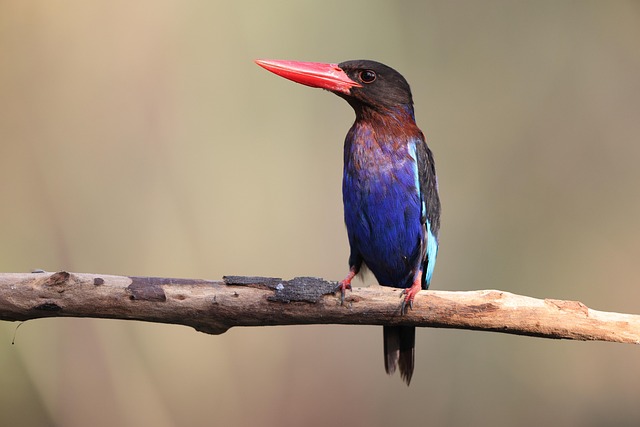 Wooden bird box on tree branch