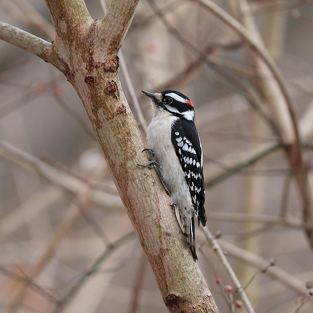Woodpecker feeding on suet block
