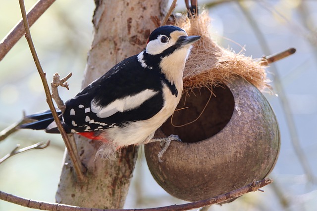 Woodpecker feeding on suet block