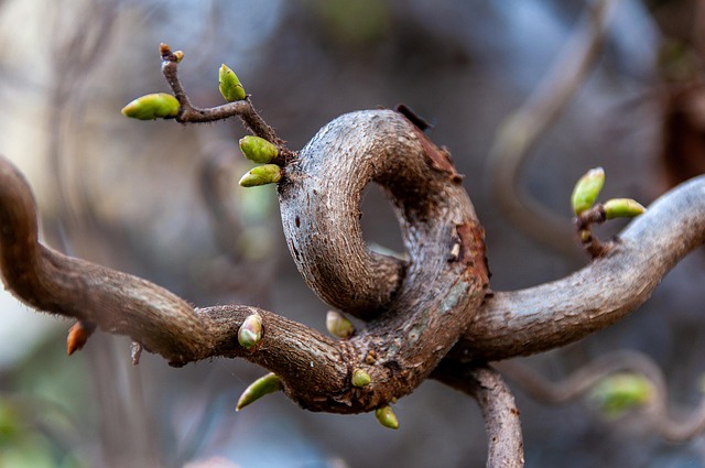 Worn-down nest on tree branch
