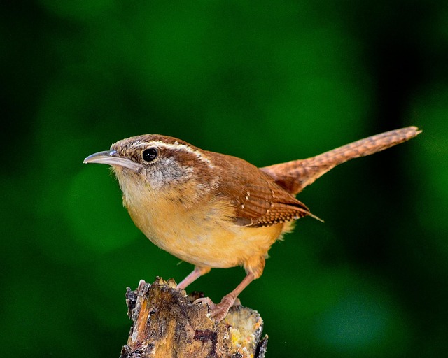 Wren flitting through dense hedgerow
