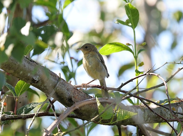 Wrens feeding on fat balls