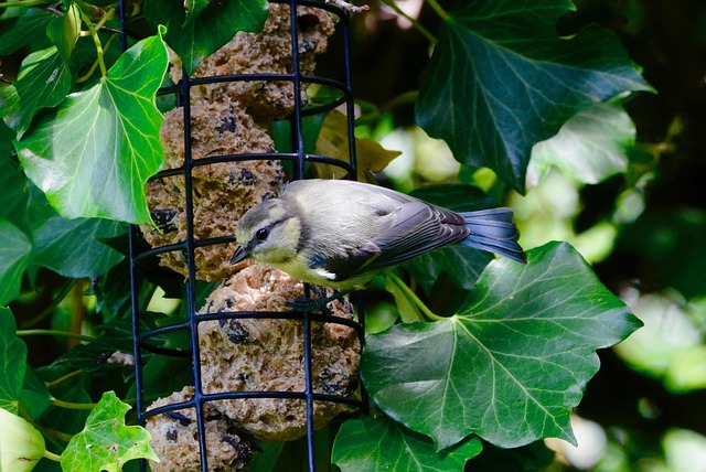 Wrens feeding on fat balls