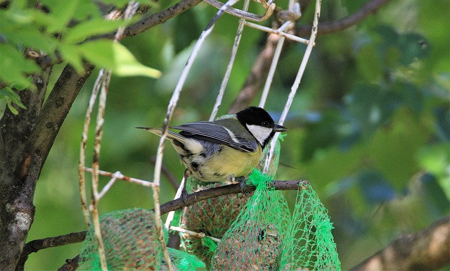 Wrens feeding on fat balls