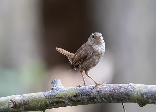 Wrens feeding on fat balls