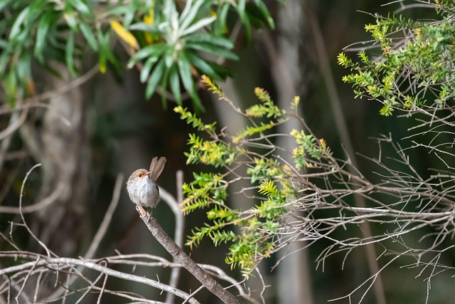 Wrens feeding on fat balls