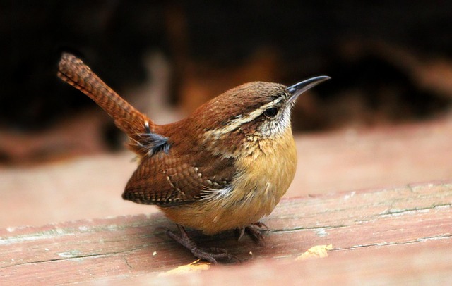 Wrens feeding on fat balls
