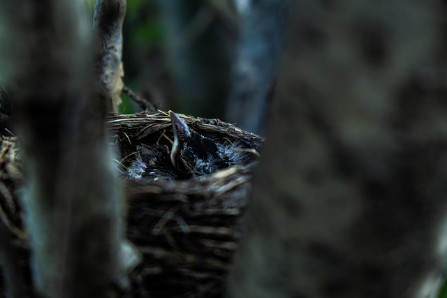 Young fledgling bird being hand-fed