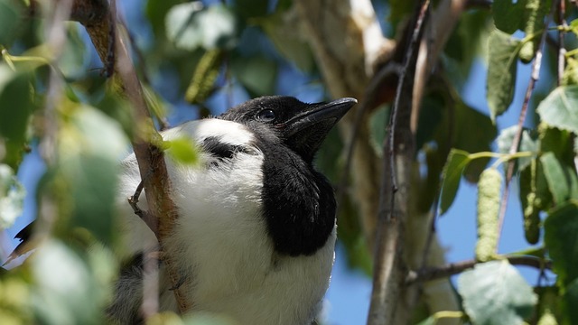 Young fledgling bird being hand-fed