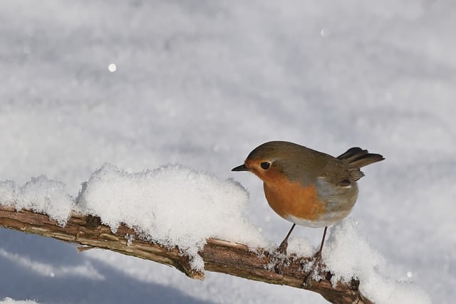 Adult robin perched on mossy branch