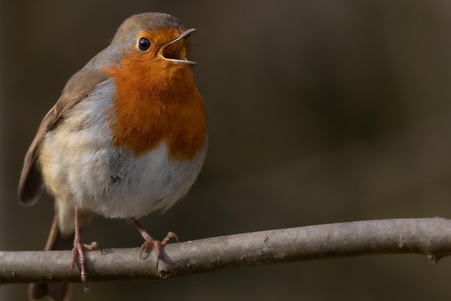 Adult robin perched on mossy branch