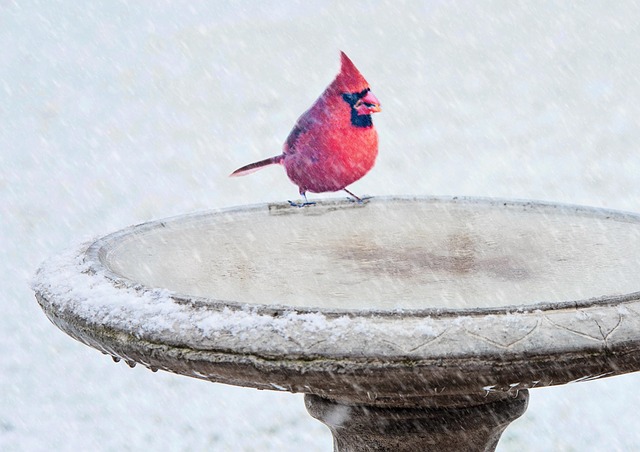 Bird bath set on mossy garden paving