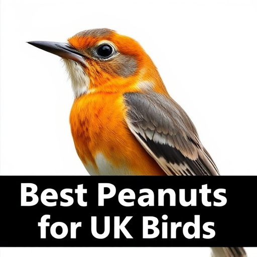 Best Peanuts for UK Birds: Buying Guide to Attract Wildfeathered Friends