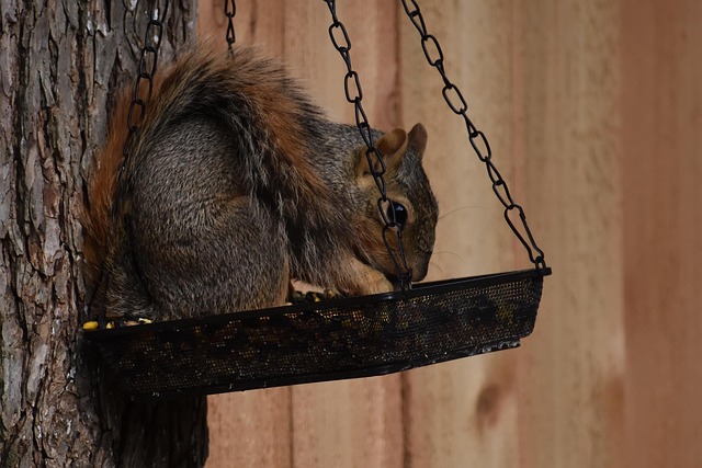 Bird feeder hanging with squirrel proof cage