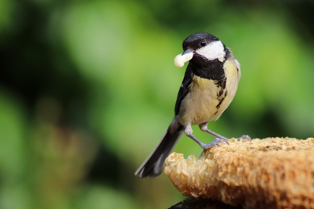 Bird Feeding Station UK