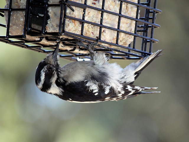 Bird feeding suet pellets wholesale UK