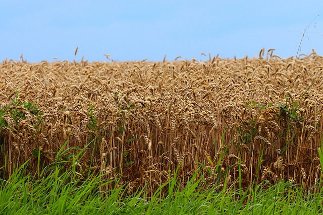 Bird food blend safe for wheat allergies