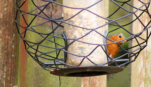 Bird seed scattered on feeder tray