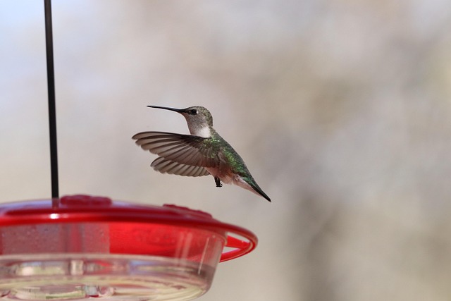 Bird seed scattered on feeder tray
