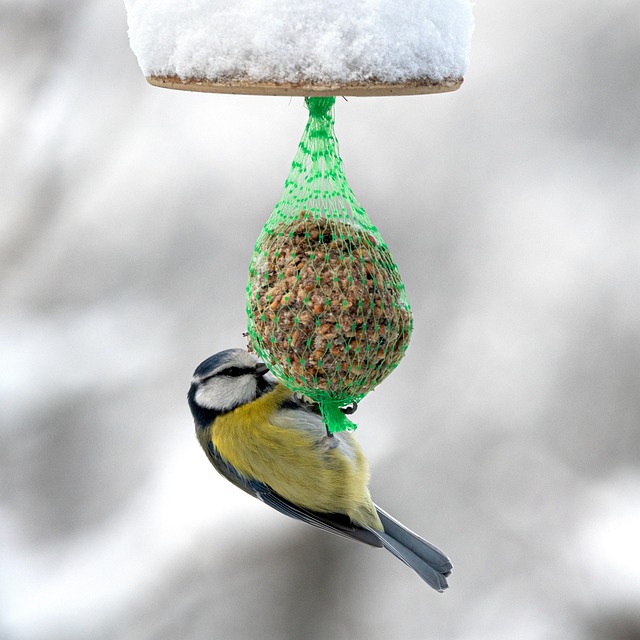 Bird seed scattered on feeder tray