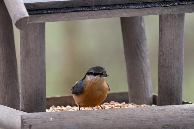 Birdbath beside feeder with seed mix