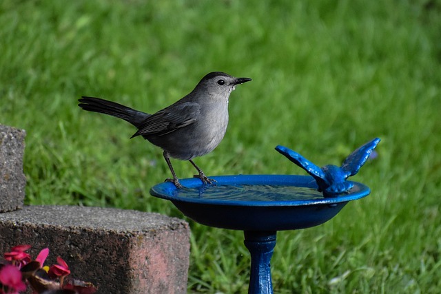 Birdbath with birds drinking water