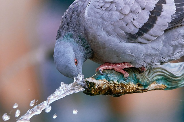 Birdbath with birds drinking water