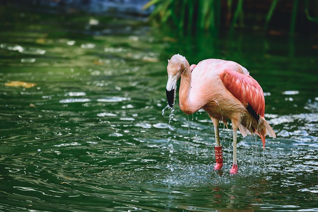 Birds drinking from clean bird bath