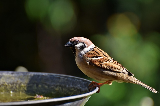 Birds drinking from clean bird bath