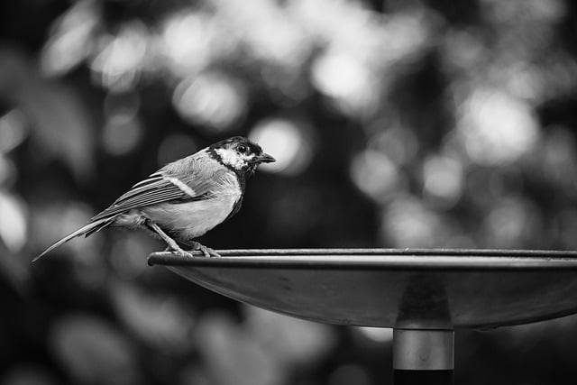 Birds drinking from garden water dish