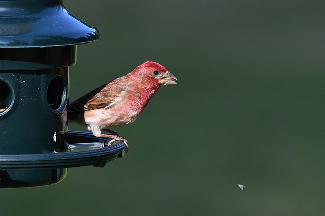 Birds eating peanuts from feeder