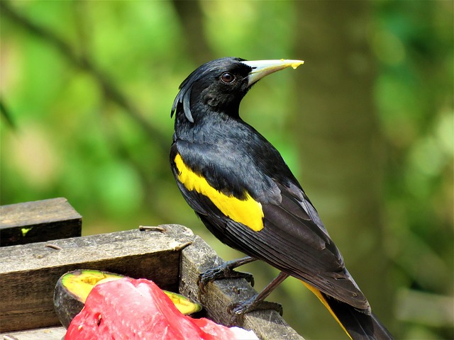 Birds eating peanuts from feeder