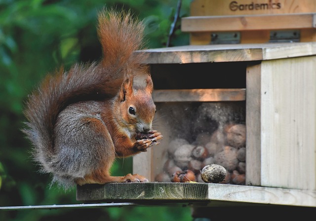 Birds feeding on fallen nuts