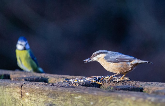 Birds feeding on scattered seeds