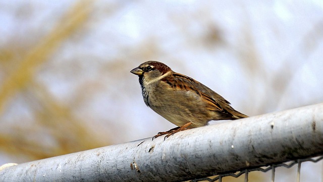 Birds pecking at suet pellets