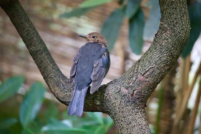 Blackbird drinking from moss-covered pedestal bath
