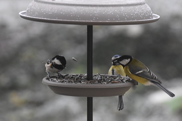 Blue tit eating suet from hanging cage