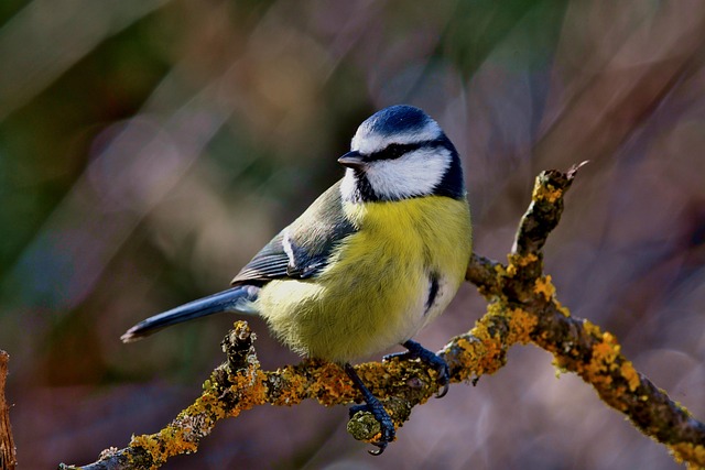 Blue tit eating suet from hanging cage