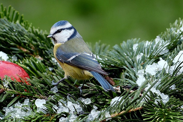 Blue tit eating suet from hanging cage