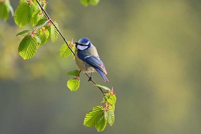 Blue tit eating suet from hanging cage