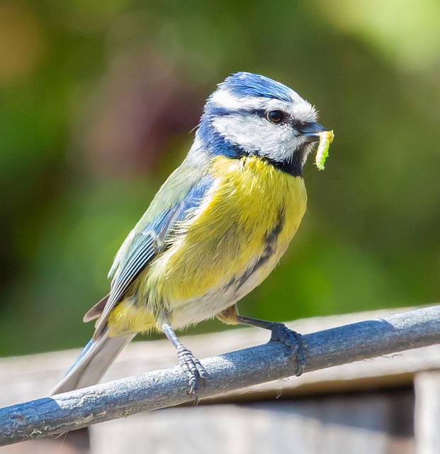 Blue tit perched beside mealworms bowl