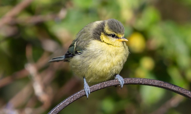 Blue tit perched on hanging feeder