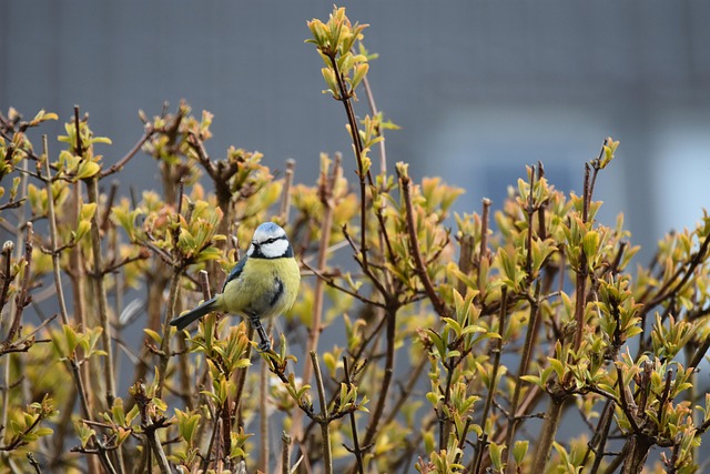 Blue tit perched on hanging feeder